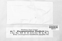 Phragmotrichum chailletii image